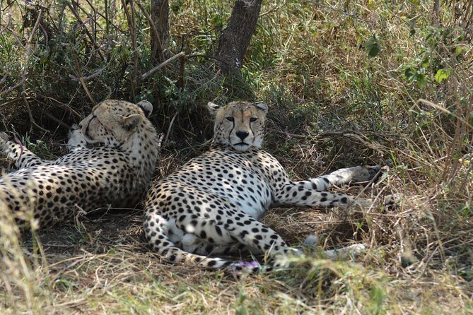 10 Days Amazing Serengeti Wildebeest Migration & Cultural Safari - The Sum Up