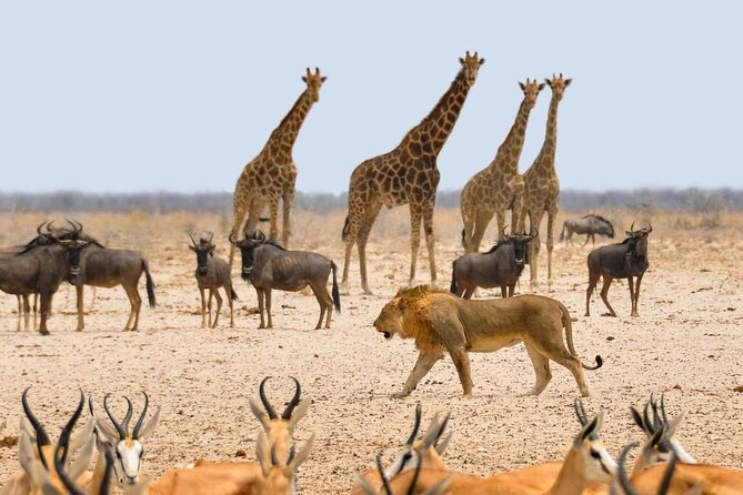 10 DAYS BEAUTY OF NAMIBIA | Private Guided Tour - Health and Safety Guidelines
