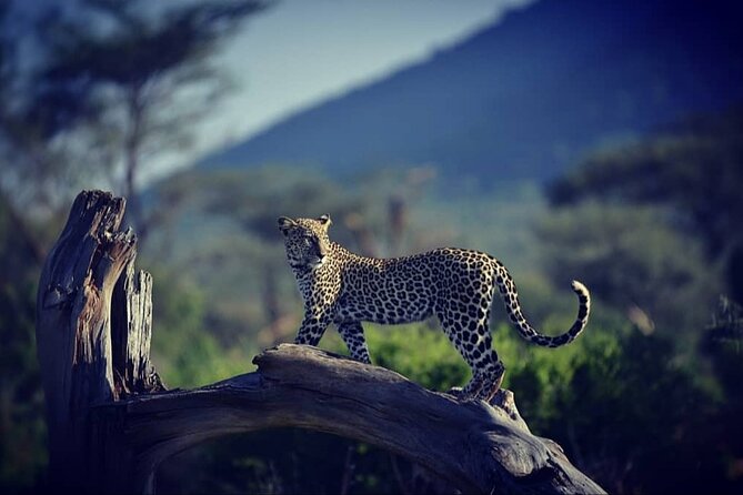 10 -Days Best of Kenya and Tanzania Classic Safari - Itinerary Overview