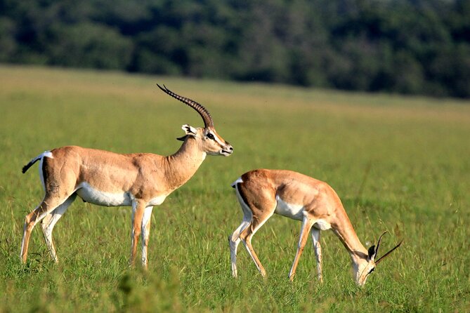 10 -Days Best of Kenya and Tanzania Classic Safari - Meal Options