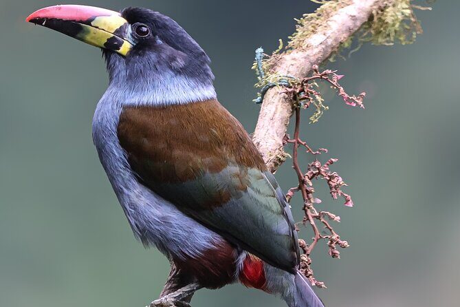 10 Days Birding Photo tour from Andes to Amazon of Ecuador - Transportation, Accommodation, and Overall Experience