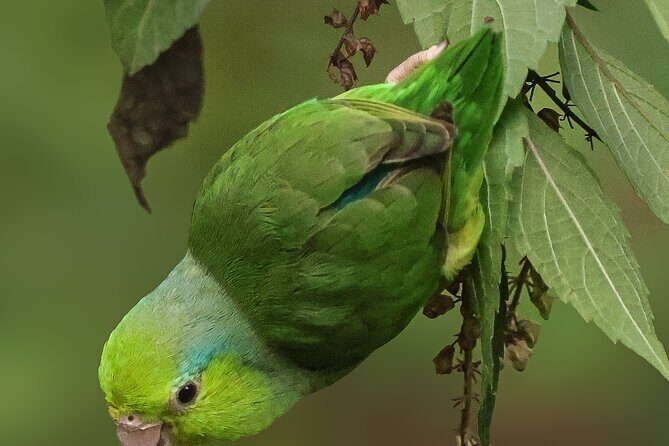 10 Days Birding Photo tour from Andes to Amazon of Ecuador - The Sum Up