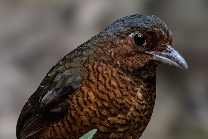 10 Days Birding Photo tour from Andes to Amazon of Ecuador - FAQ