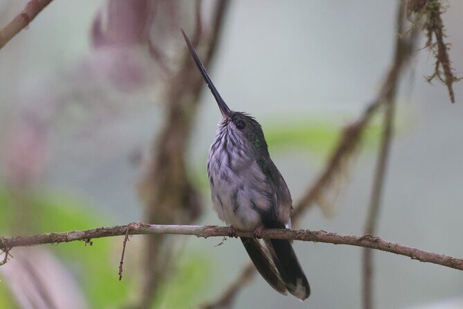 10 Days Birding Photo tour from Andes to Amazon of Ecuador - Good To Know