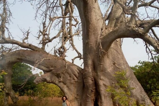10 Days Cultural Tour in Ivory Coast - Transportation and Logistics