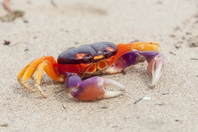10 Days Essential Costa Rica - Package With Guanacaste From San Jose - Transportation and Guides Provided