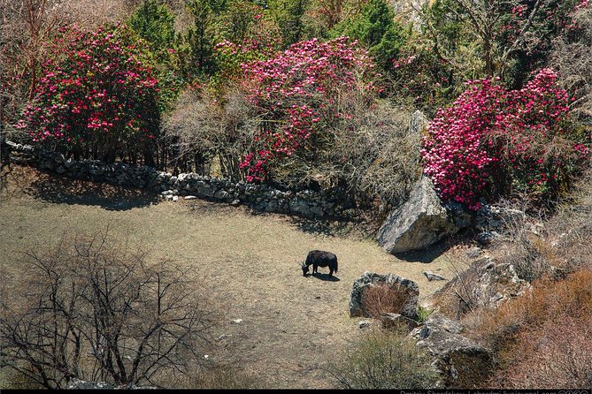 10 Days Everest Tengboche Monastery Trek - Day 4: Acclimatization Day in Namche Bazaar