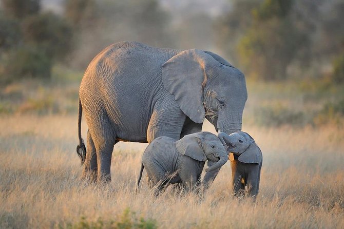 10-Days Fantastic Kenya Wildlife Private Safari - Booking Information