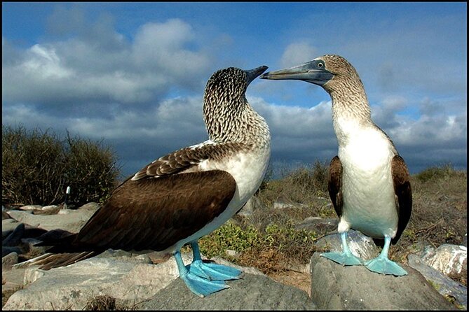 10 Days Galapagos Island Hopping - Accommodations and Bilingual Guides