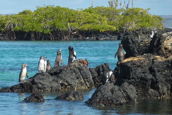 10 Days Galapagos Island Hopping: Santa Cruz & Isabela Island - Day 4: Isabela Island - Sierra Negra Volcano