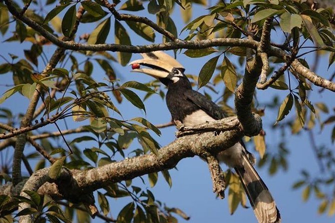 10 Days Kathmandu Chitawan Pokhara Tour With Dhampus Trek - Chitwan Wildlife Activities