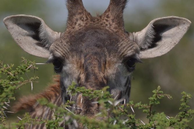 10 Days Migration Luxury Safari - Good To Know
