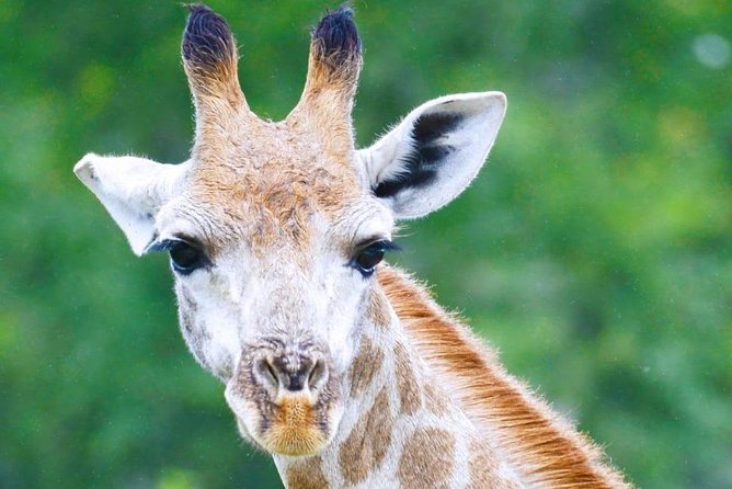 10 Days Mount Kilimanjaro Climbing and Safari Lake Manyara , Serengeti, Ngoro - Accommodation Details