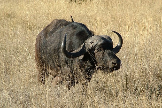 10 Days Mount Kilimanjaro Climbing and Safari Lake Manyara , Serengeti, Ngoro - Frequently Asked Questions