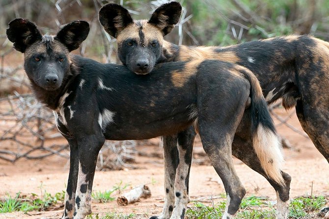 10 Days Mount Kilimanjaro Climbing and Safari Lake Manyara , Serengeti, Ngoro - The Sum Up