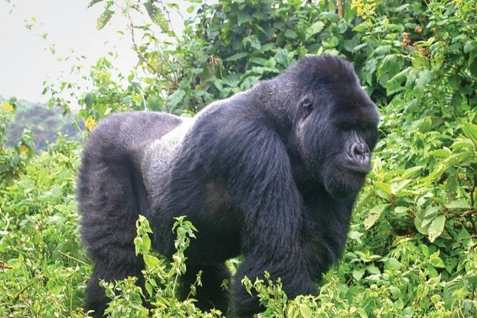 10-Days Mountain Gorillas, Chimps & Uganda Wildlife Safari - Good To Know