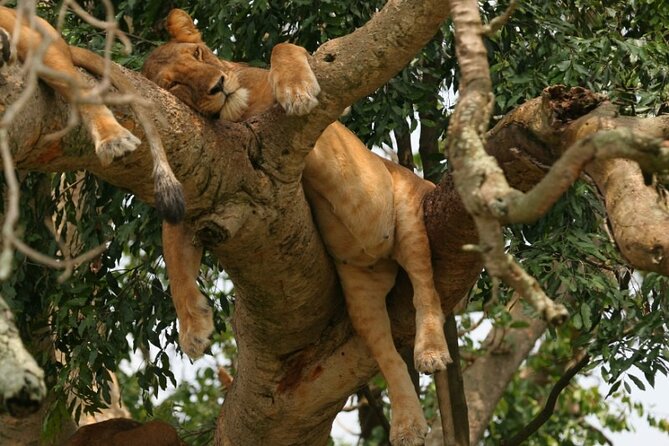 10-Days Mountain Gorillas, Chimps & Uganda Wildlife Safari - Cancellation Policy