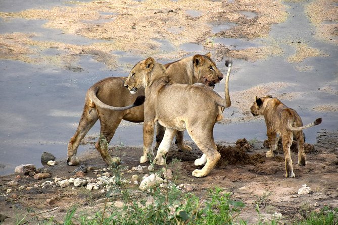 10 Days Perfectly Family Luxury Safari Tour Tanzania - Accommodation Details