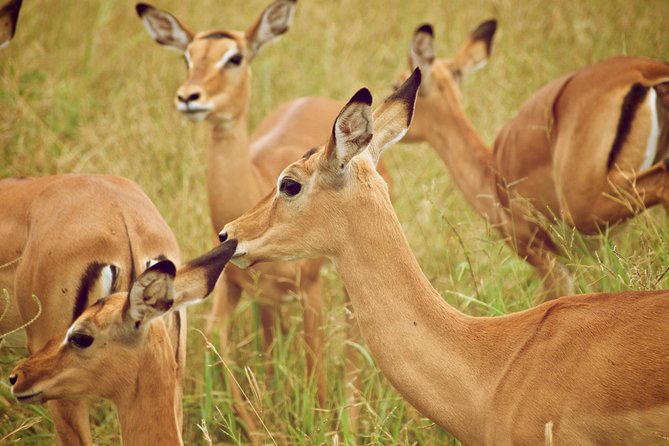 10 Days Perfectly Family Luxury Safari Tour Tanzania - Transportation Logistics