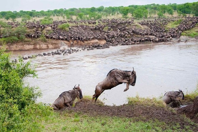 10 Days Perfectly Family Luxury Safari Tour Tanzania - Expert Guides