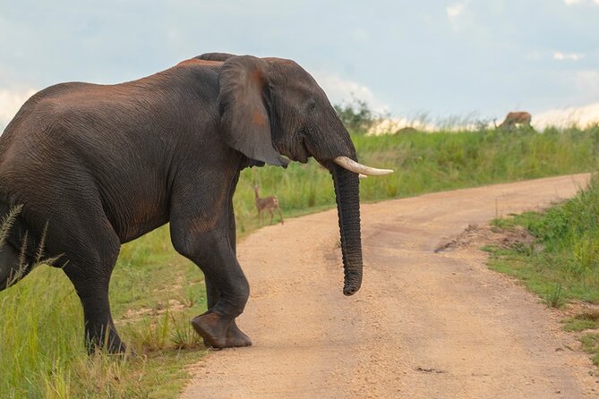 10 Days Private Uganda Safari With Pick-Up - Accommodation Details