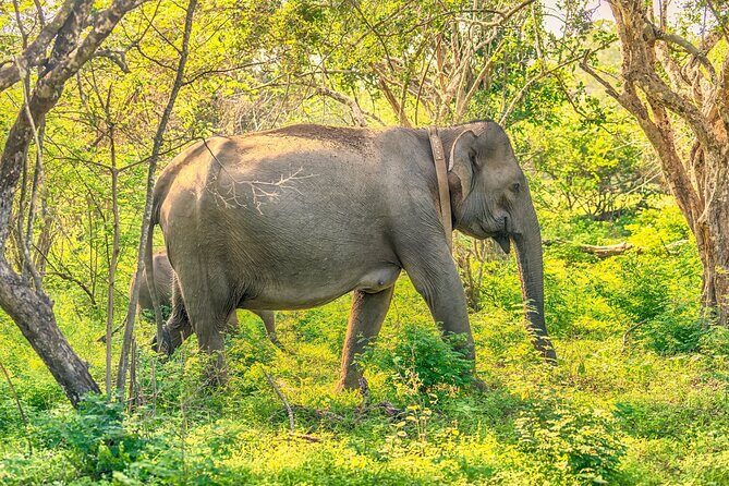 10 Days Private Vehicle & Driver Explore Sri Lanka By Your Plans - Frequently Asked Questions