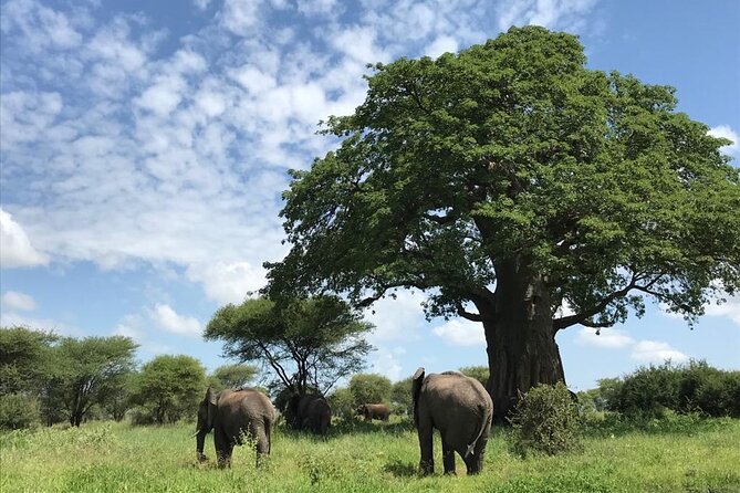 10 Days Safari Maasai Mara Serengeti Ngorongoro Tarangire Amboseli- Mid Range - Meeting and Pickup Details