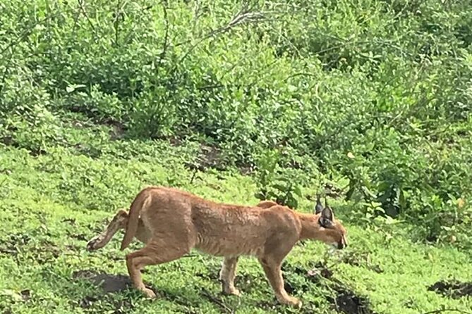 10 Days Safari Maasai Mara Serengeti Ngorongoro Tarangire Amboseli- Mid Range - Pricing and Guarantee Information