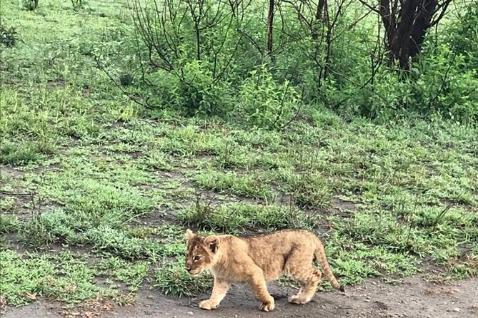 10 Days Safari Maasai Mara Serengeti Ngorongoro Tarangire Amboseli- Mid Range - Location and Starting Point
