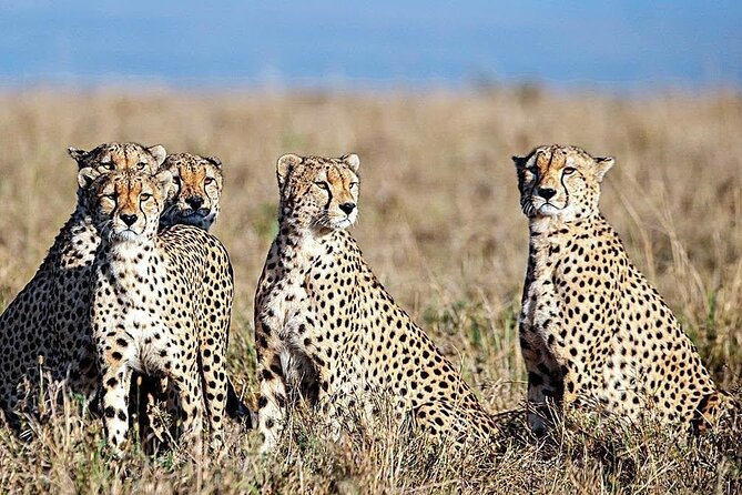10 Days Safari Maasai Mara Serengeti Ngorongoro Tarangire Amboseli- Mid Range - Inclusions and Accessibility
