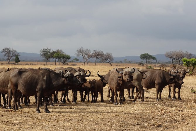 10 Days Safari to Nyerere NP, Ruaha NP, Udzungwa NP and Mikumi NP + Isimila Site - Adventure in Udzungwa National Park