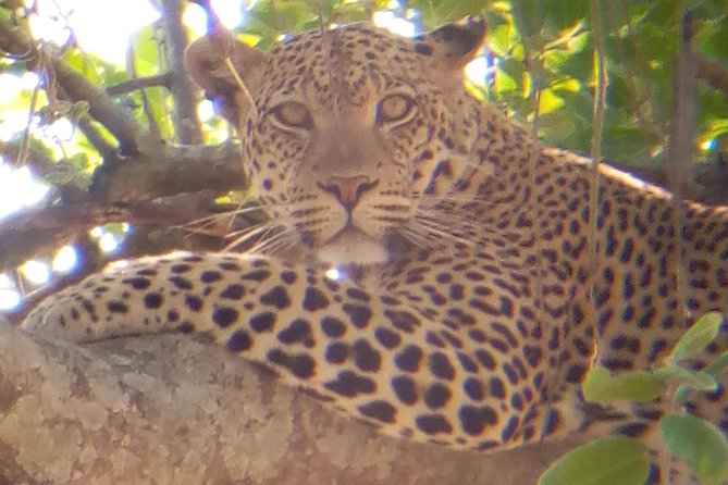 10 Days Safari to Nyerere NP, Ruaha NP, Udzungwa NP and Mikumi NP + Isimila Site - Wildlife Encounters in Mikumi National Park