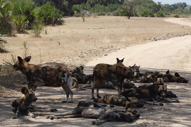 10 Days Safari to Nyerere NP, Ruaha NP, Udzungwa NP and Mikumi NP + Isimila Site - Accommodation Details