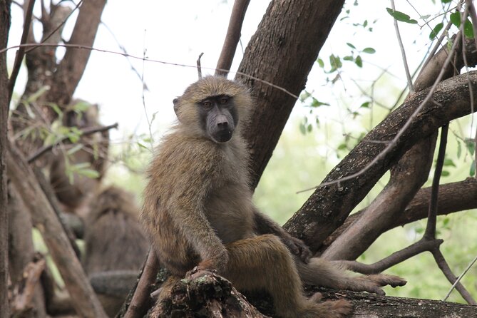 10 Days Tanzania Safari Private Tour - Meal Options