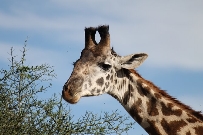 10 Days Tanzania Safari Private Tour - Transportation Information