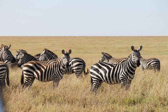 10 Days Tanzania Safari Private Tour - Booking and Pricing