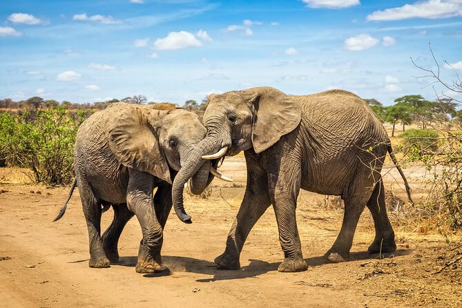 10 Days Tanzania Safari Private Tour - Customer Reviews