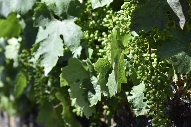 10-Hour Napa Valley Wine Tasting Tour Customized Private Tours - First Stop: Napa Valley