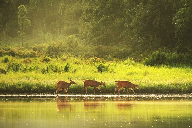 10 Hours Private Hiking in Khao Yai National Park From Bangkok - Explore the Parks Waterfalls