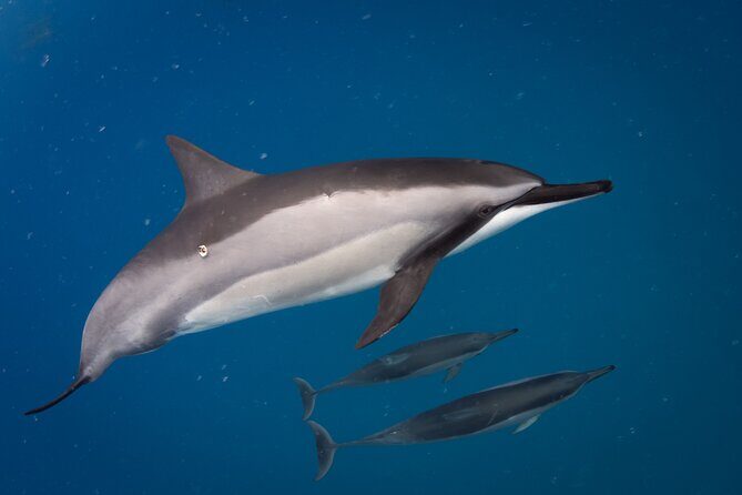 10 Passenger Max Customizable Private Charter - Why This Tour Is Perfect for the Right Traveler