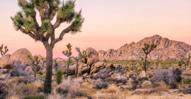 10+ Self-Guided Driving Tours From Las Vegas - Sequoia National Park Tour