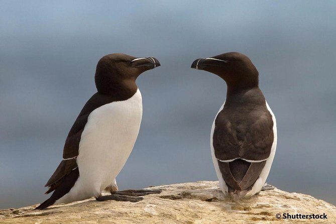 1000 Little Penguins Cruise - The Itinerary in Detail