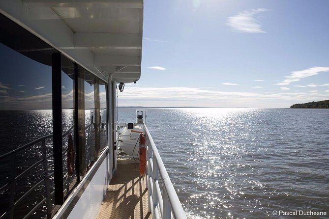 1000 Little Penguins Cruise - Practical Tips for the Best Experience