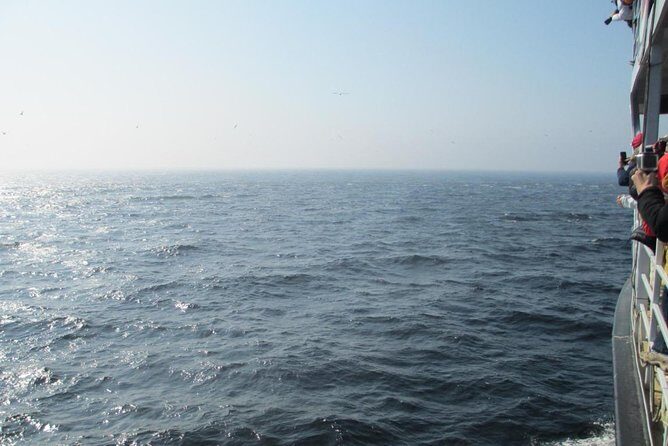 1000 Little Penguins Cruise - FAQ