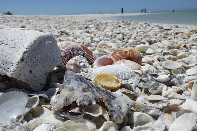 10,000 Islands Boat Excursion - 3.5-Hour Dolphins & Shelling Tour - Overview and Experience