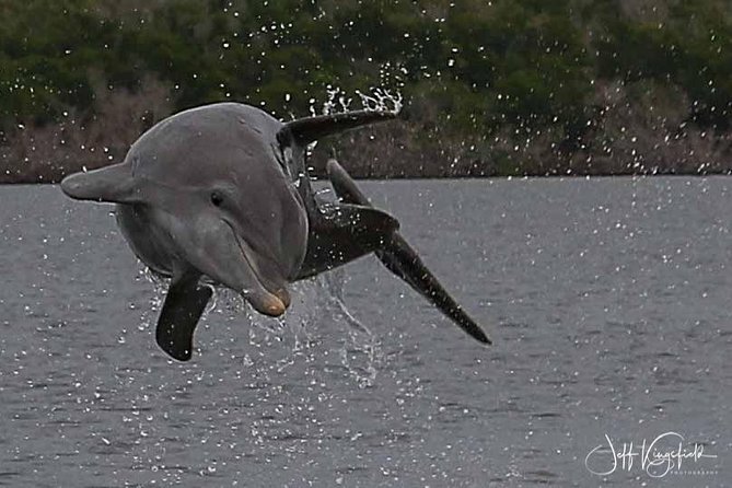 10,000 Islands Excursion Small-Group 3.5 Hour Dolphin & Shelling Boat Tour - The Sum Up