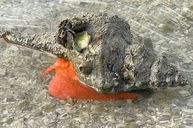 10,000 Islands Private Eco-Boat Tour With a Naturalist Guide - Naples - Additional Information and Traveler Photos