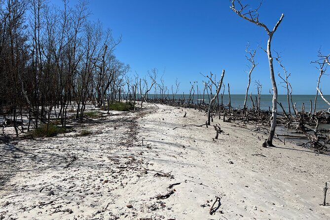 10,000 Islands Shelling Trip Marco Island FL - Discover the Magic of the 10,000 Islands Shelling Trip from Marco Island