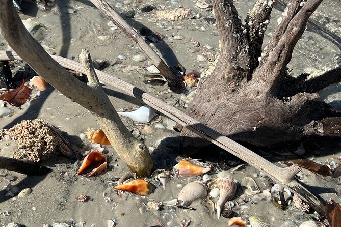 10,000 Islands Shelling Trip Marco Island FL - The Itinerary Breakdown: What to Expect