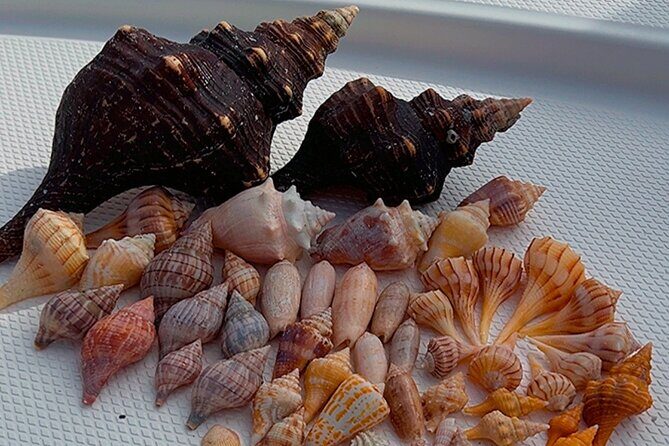 10,000 Islands Shelling Trip Marco Island FL - What Past Reviewers Say (Based on available insights)